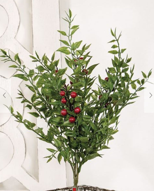 Lady Ruscus & Berries Bush